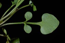 Cardamine caesiella. Cauline leaves.
 Image: P.B. Heenan © Landcare Research 2019 CC BY 3.0 NZ